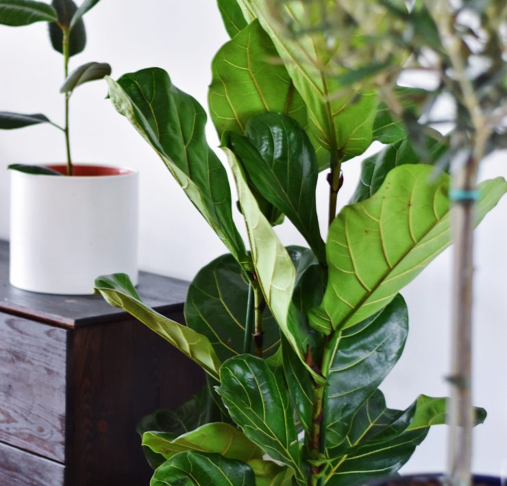 Houseplants_charissemarei