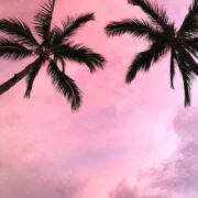 Punta Mita Mexico Palm Trees Sunset