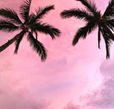 Punta Mita Mexico Palm Trees Sunset