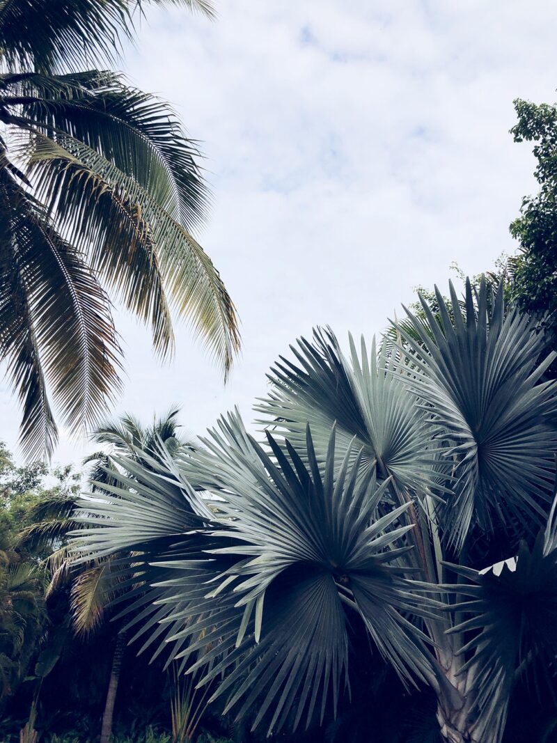 nature palm trees ounta mita mexico