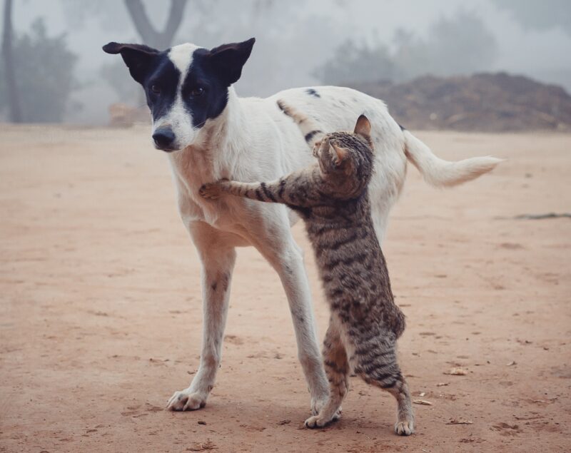 Prime Day Pets