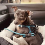 Prime Day with Blu - 6 year old Chihuahua mix - Dog Owner KG