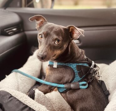 Prime Day with Blu - 6 year old Chihuahua mix - Dog Owner KG