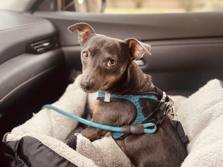 Prime Day with Blu - 6 year old Chihuahua mix - Dog Owner KG