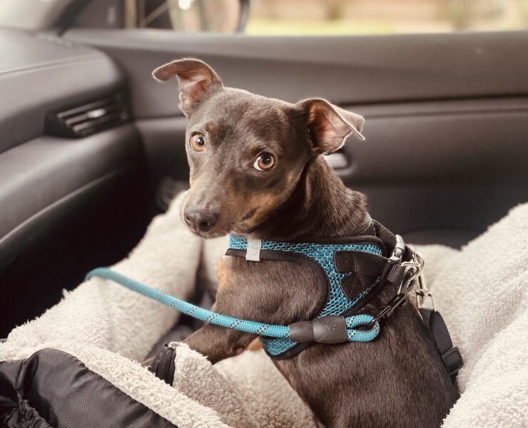 Prime Day with Blu - 6 year old Chihuahua mix - Dog Owner KG