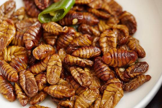 food Silkworms
