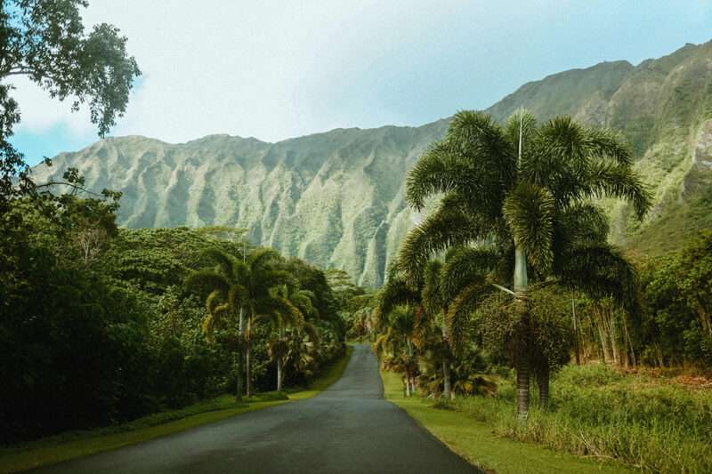 Rainforest in Hawaii
