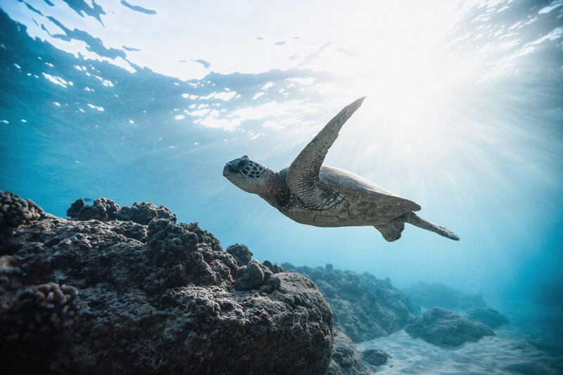 Sea turtle snorkeling in Hawaii